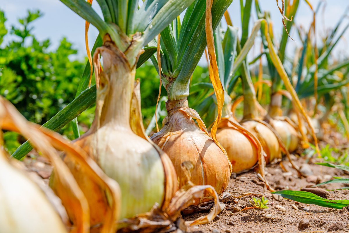 Onion,Plants,Row,Growing,On,Field,,Close,Up.,Gardening,Background