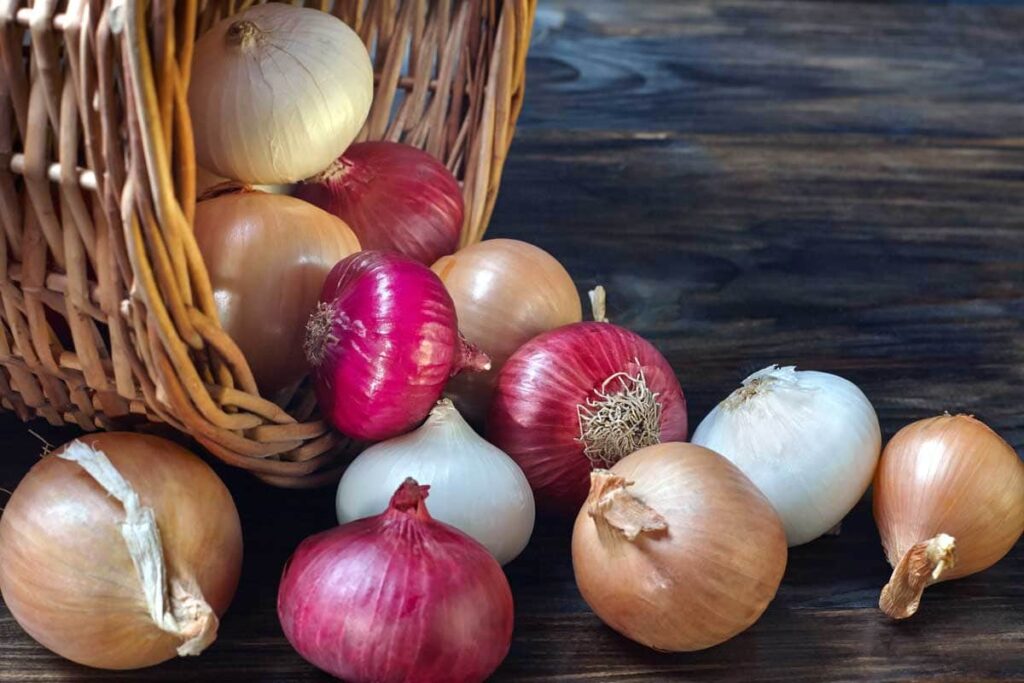 Guide to Onion Farming Services and Tips from Onion Doctor