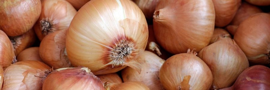 Mastering Greenhouse Onion Farming Techniques with Onion Doctor in Kenya