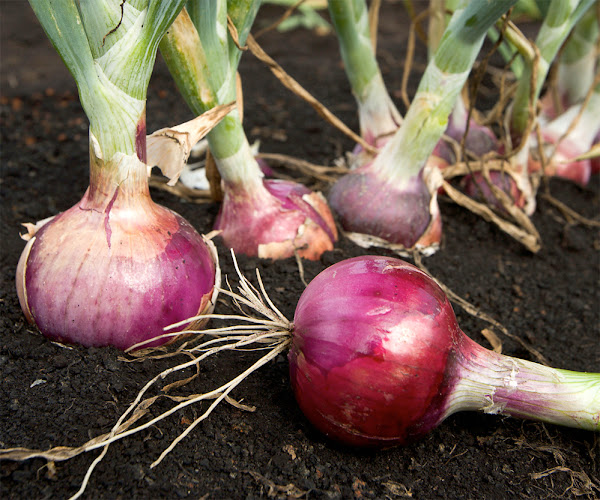 Boost Your Onion Farming in Kenya with Expert Tips and Support from Onion Doctor