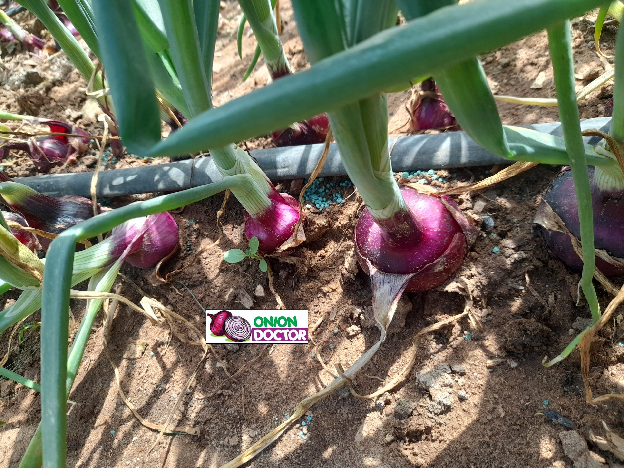 Onion Farming in Kenya: A Lucrative Venture Unveiled