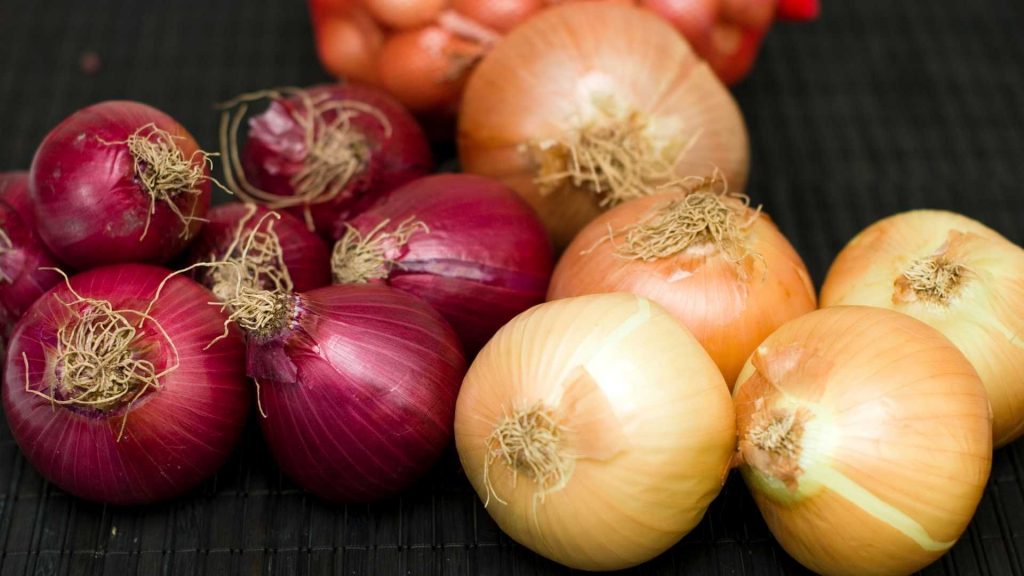 Mastering Onion Farming in Kenya: Expert Insights from Onion Doctor