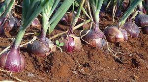 Mastering the Art of Onion Farming in Kenya: A Comprehensive Guide by Onion Doctor