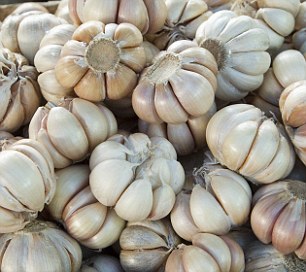 Garlic Farming in Kenya: A Comprehensive Guide by Onion Doctor