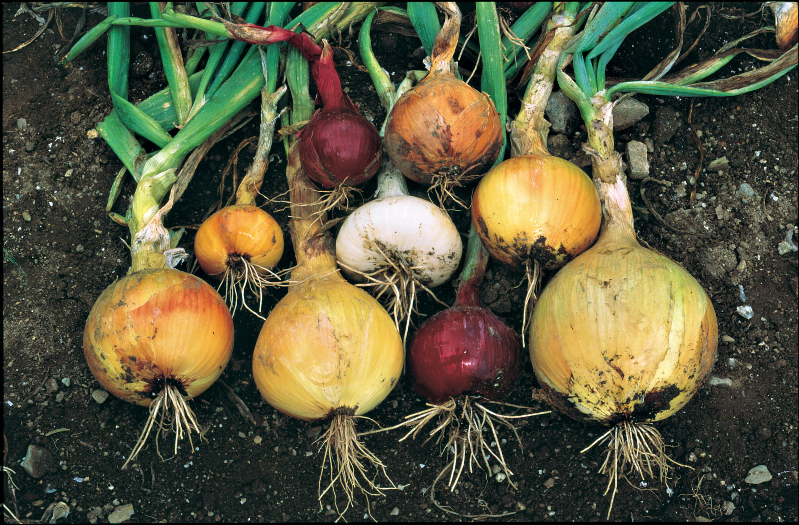 Maximizing Your Onion Farming in Kenya with Onion Doctor’s Expertise