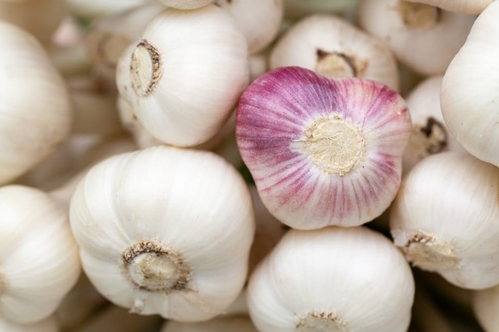 Things to Consider when Starting Garlic Farming in Kenya