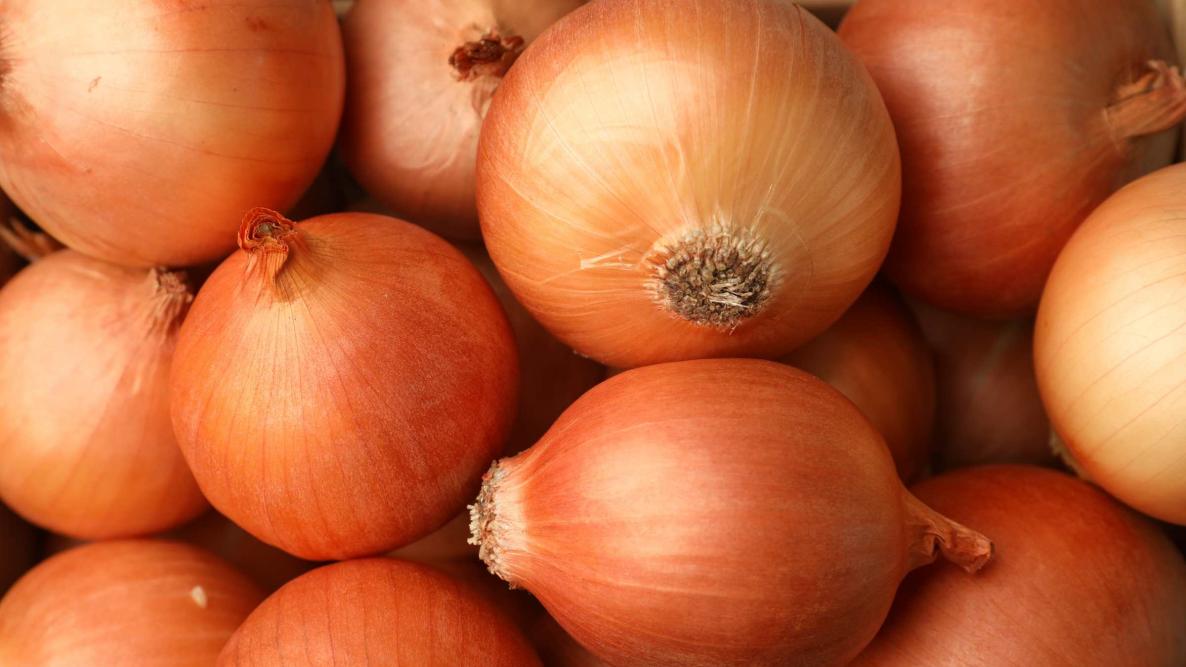 Mastering Onion Farming in Kenya: A Comprehensive Guide with Onion Doctor’s Expertise