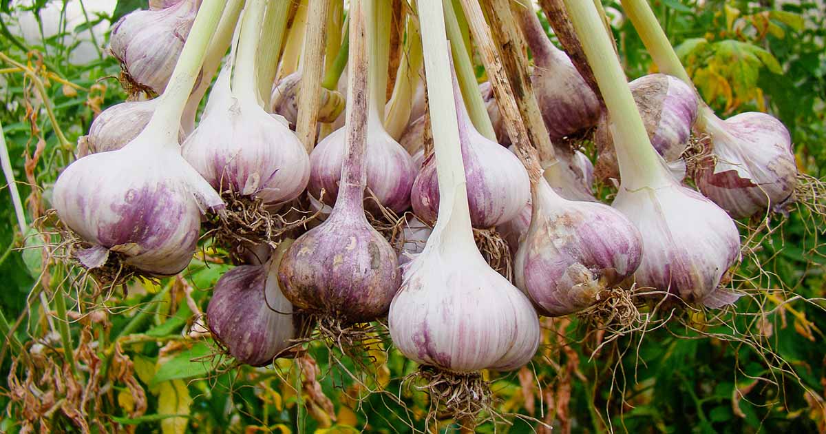 14 Fun Facts about Garlic.