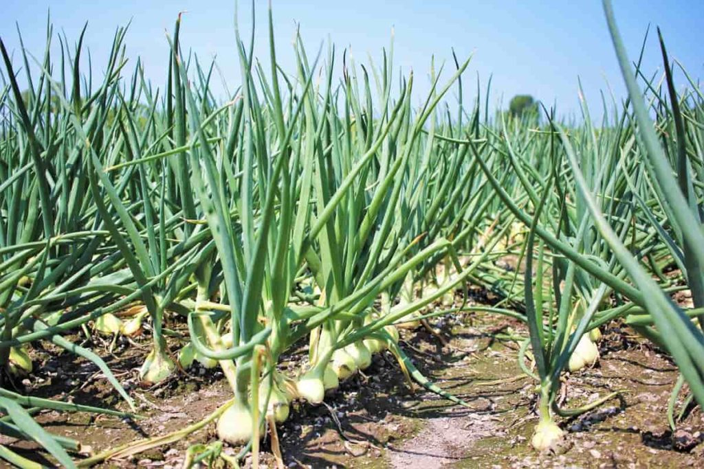 Optimizing Garlic Farming in Kenya: A Comprehensive Guide to Fertilization with Onion Doctor’s Expertise”