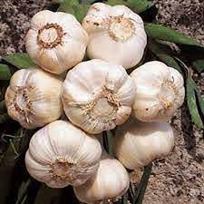 Garlic Farming in Kenya: General Information and Nutrition Facts in Garlic.