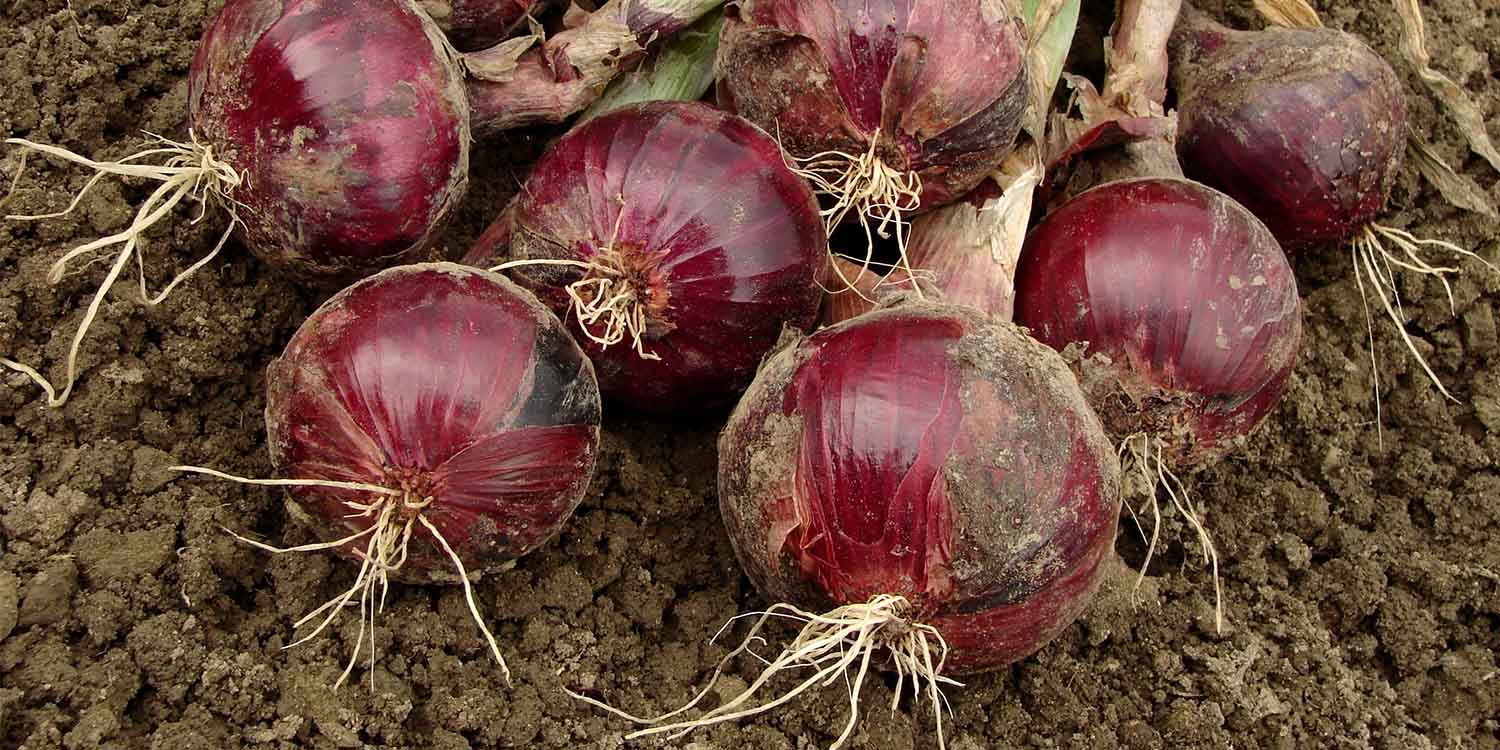 Unlocking Profit Potential: A Comprehensive Guide to Successful Onion Farming in Kenya