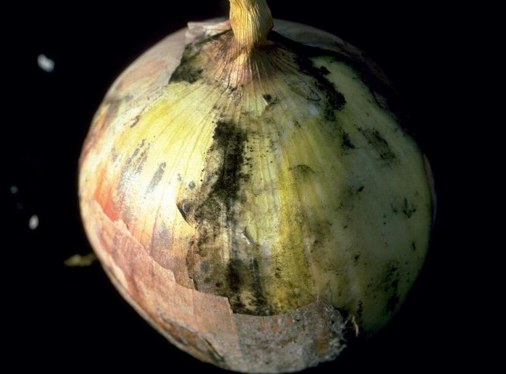 Common Pests and Diseases in Onion