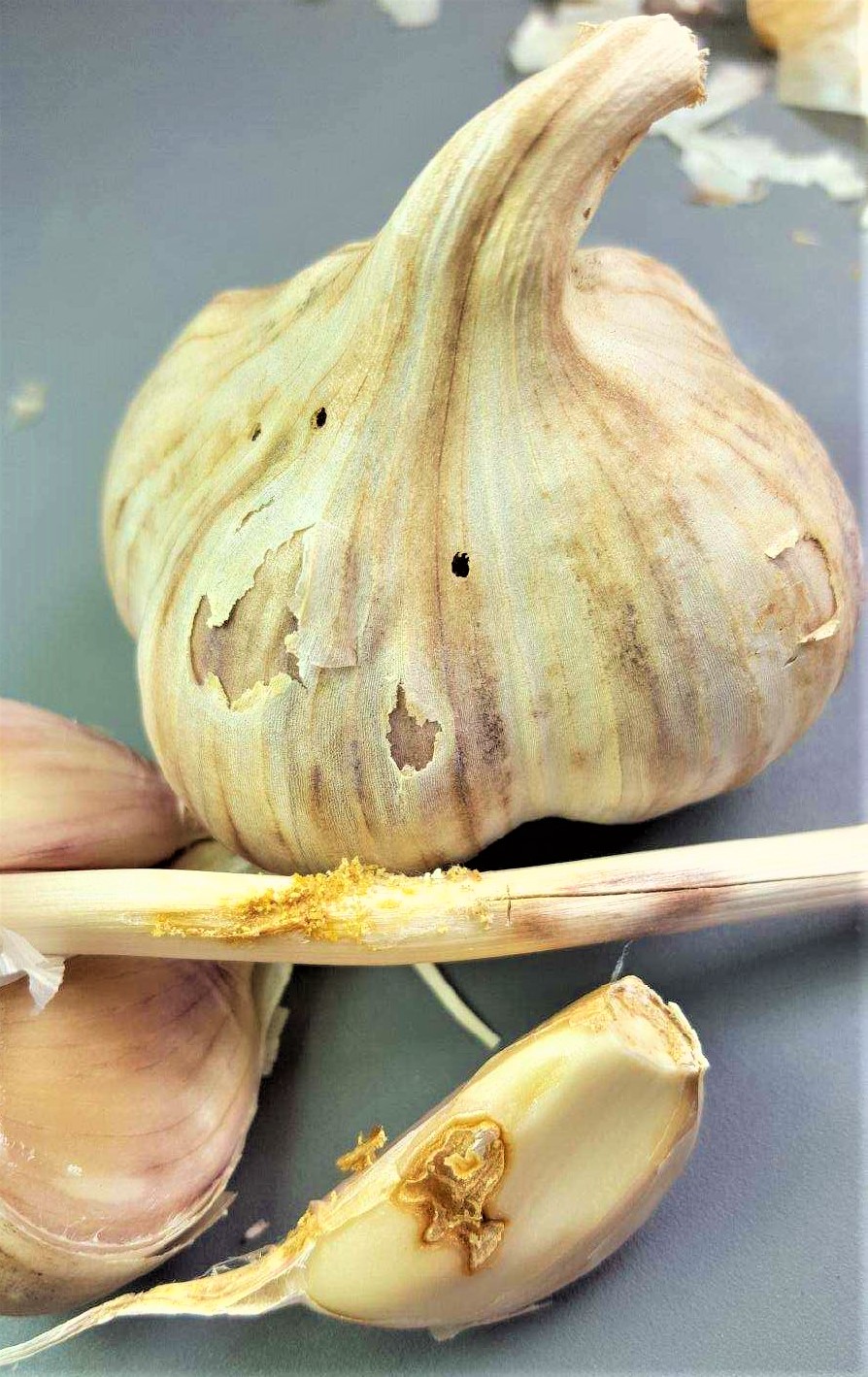 Garlic: Diseases and Symptoms