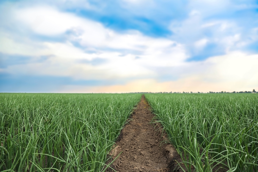 Drip Irrigation: Future of sustainable farming.