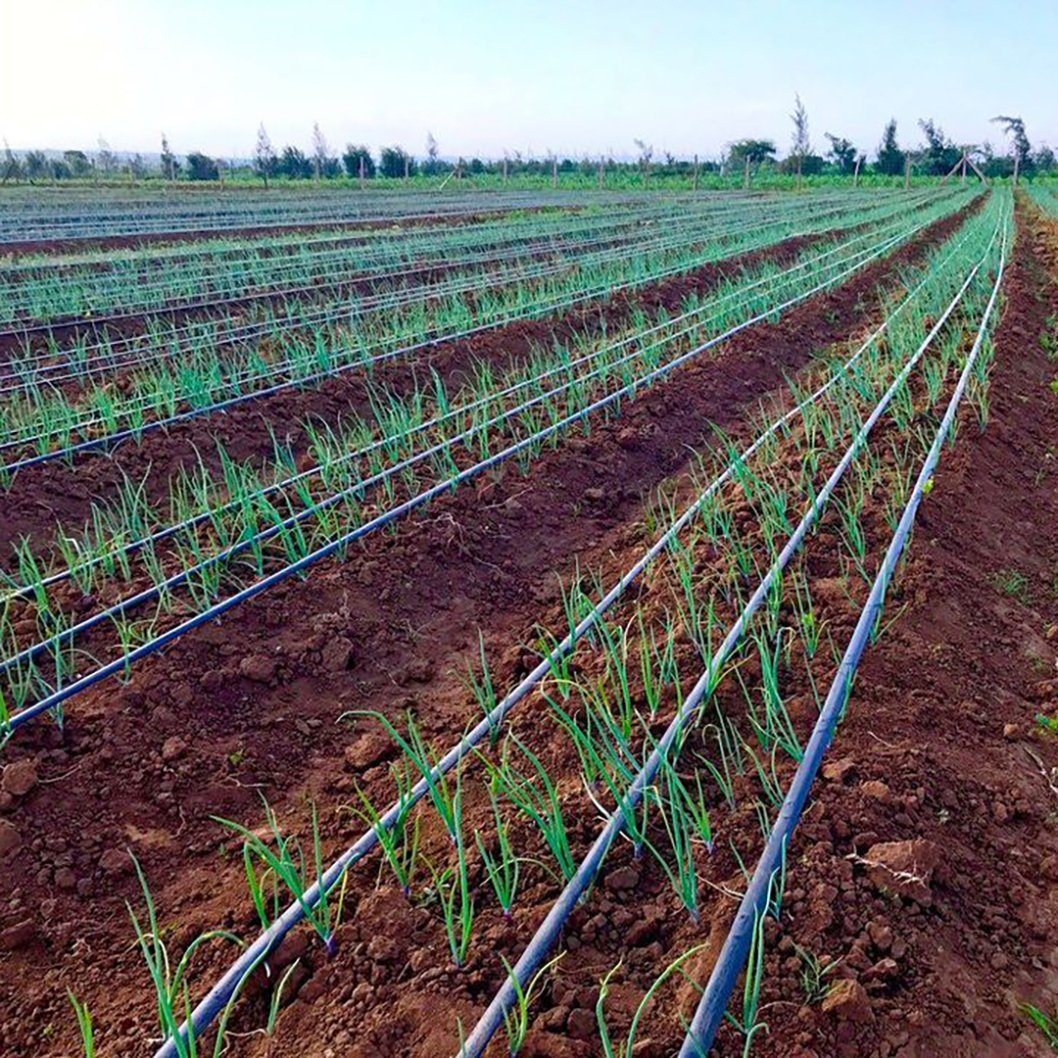 Drip Irrigation in Onion Farming Guide.