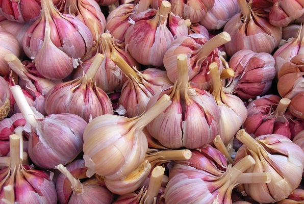 General Information on Garlic.