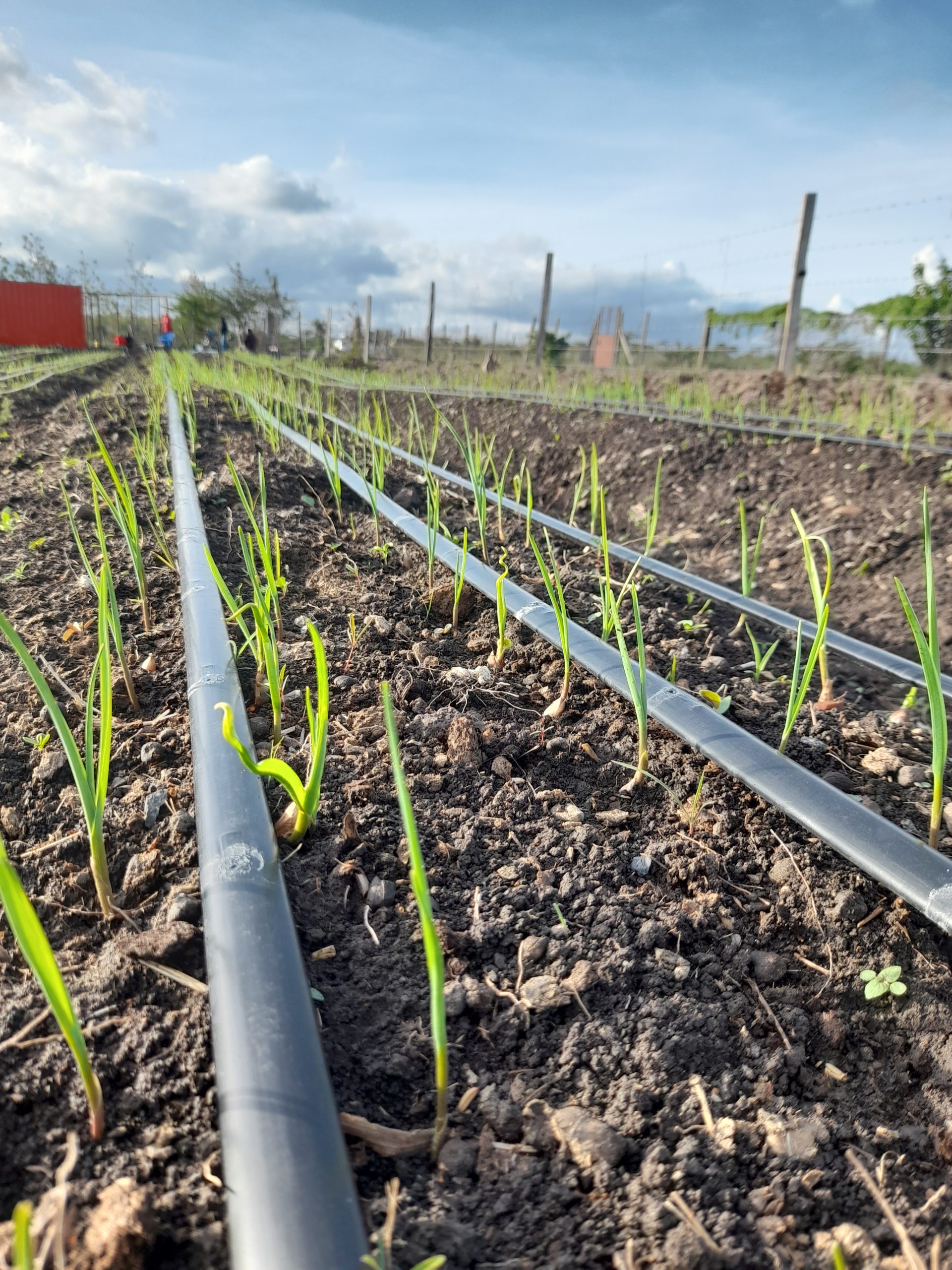 DRIP IRRIGATION IN GARLIC FARMING