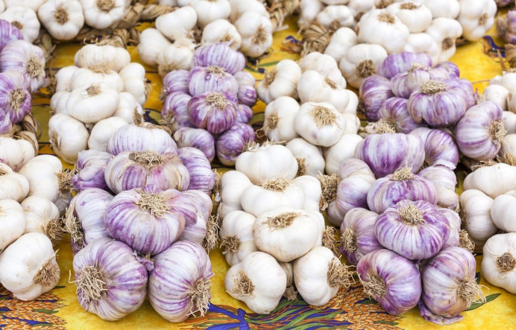 The Beginner’s Guide to Making Money Growing Garlic