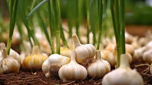 GARLIC FARMING IN KENYA:GREENHOUSE GARLIC FARMING IN KENYA