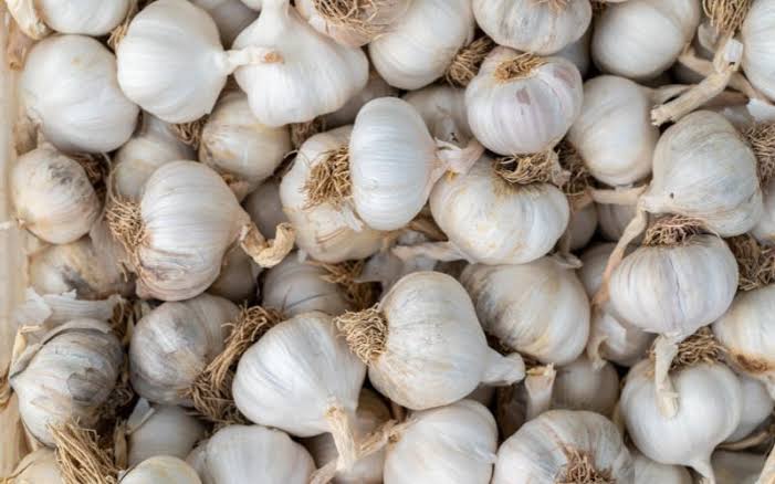 Preparing Land for Garlic Farming