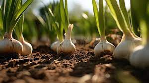 GARLIC FARMING IN KENYA:GROWING GARLIC IN A KITCHEN GARDEN