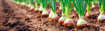 ONION FARMING IN KENYA:GROWING ONIONS IN A KITCHEN GARDEN