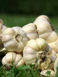 Garlic Farming in Kenya; Success Stories