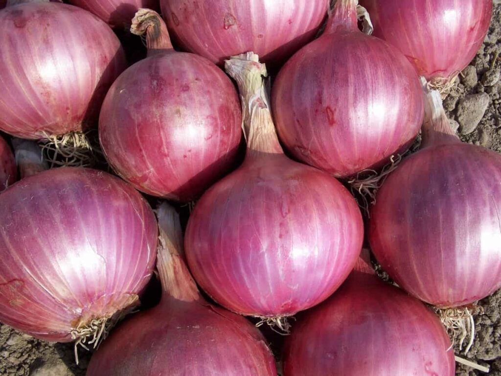 Onion Farming in Kenya: Unlocking Profitable Cultivation with Onion Doctor’s Expertise