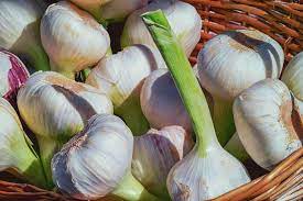 Garlic Farming in Kenya: Best Times for Growing Garlic in Kenya