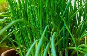 CHIVES FARMING IN KENYA