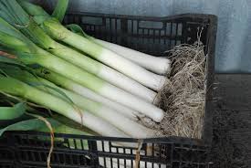 LEEK FARMING IN KENYA