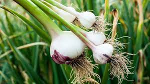 Garlic Farming in Kenya: Factors To Consider When Choosing Land for Growing Garlic.