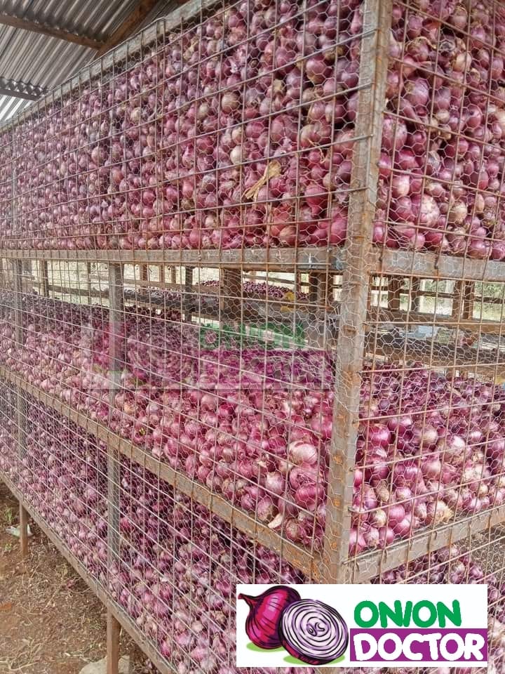 Onion Farming in Kenya: How to store onions after harvesting.