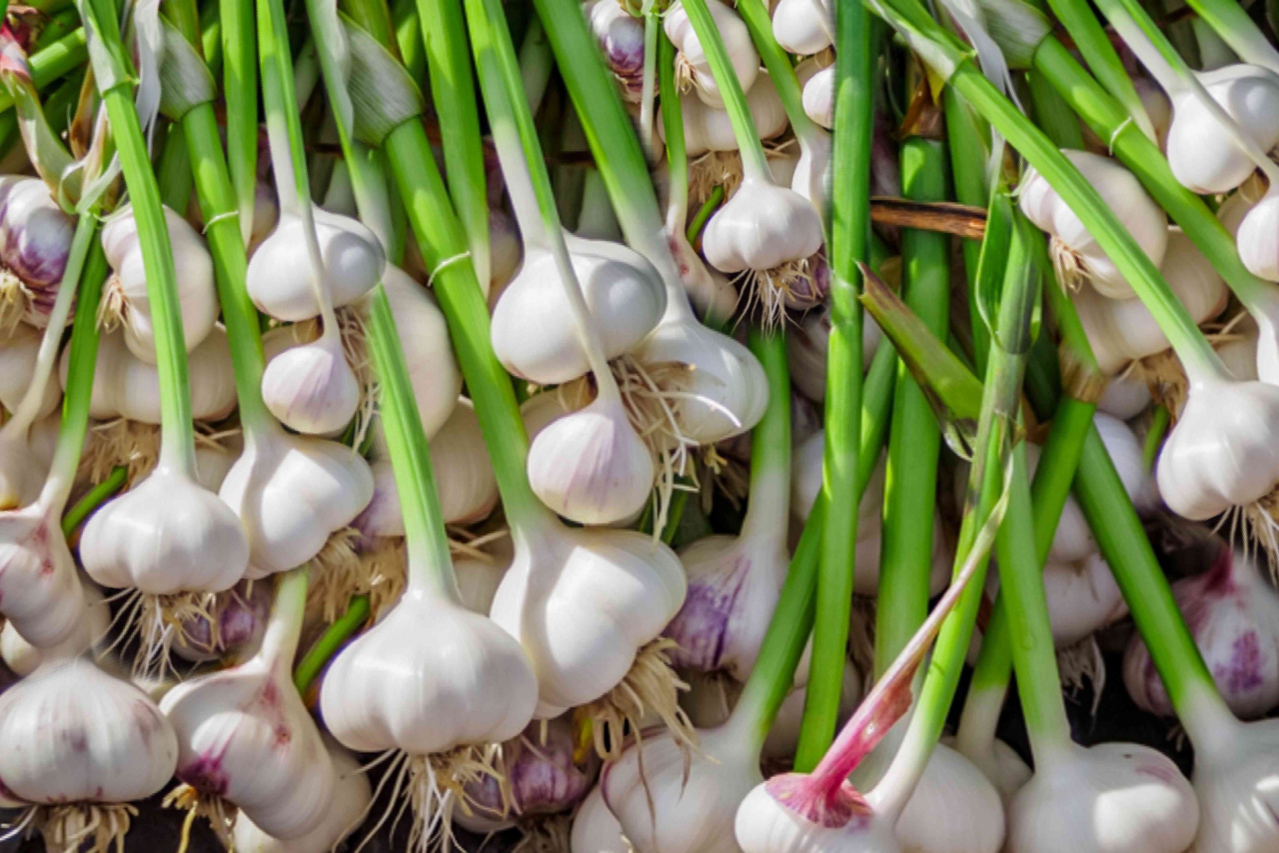 Garlic Farming in Kenya: Profitable Garlic Farming in Kenya.