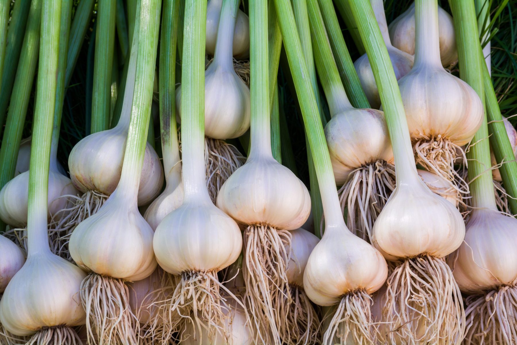 GARLIC FARMING IN KENYA