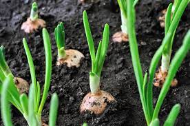 Onion Spacing: How far apart to plant onions in the vegetable garden.