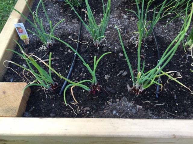 Thinning Onion Farming in Kenya.