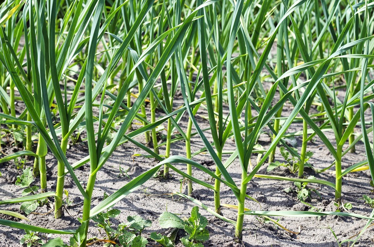 Garlic Weed Management