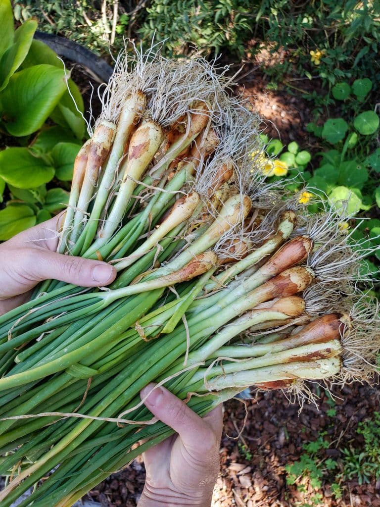 How to Grow Onions: from Seed or Sets to Harvest