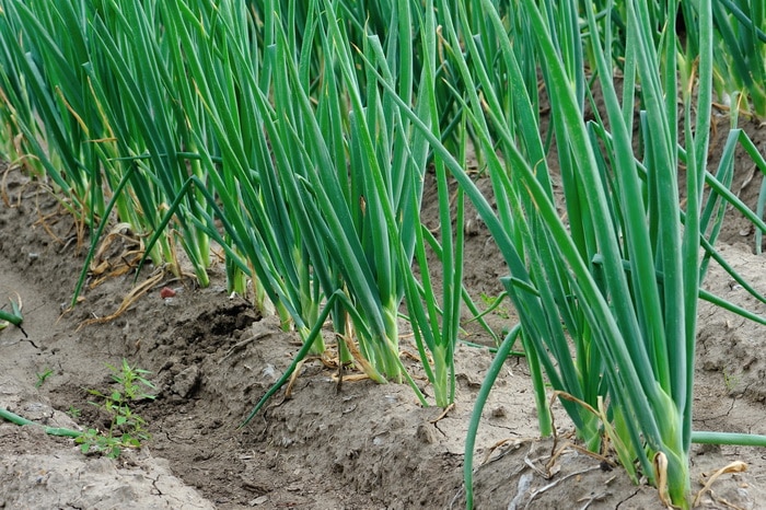 Perennial Onion Growing.