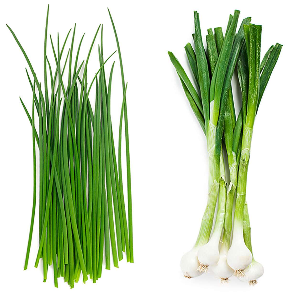 Chives Versus Green Onions