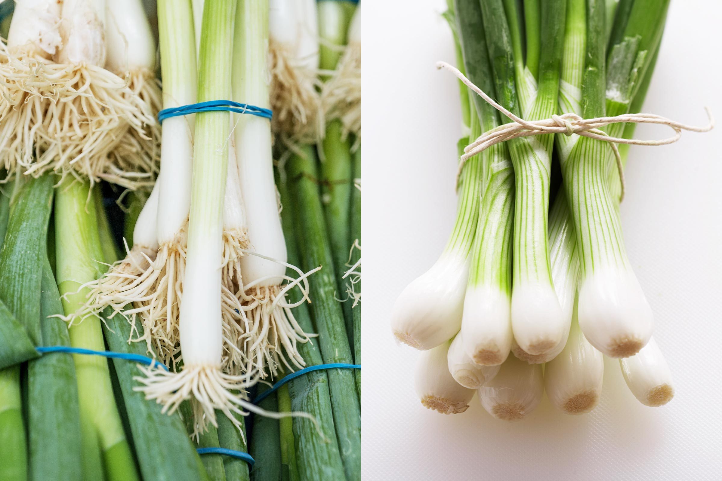 Green Onion vs Spring Onion