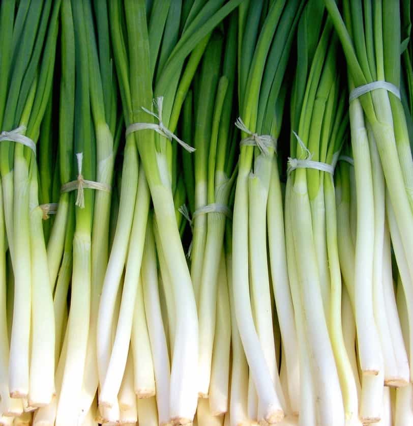 Maximizing Harvests: A Comprehensive Guide to Successful Spring Onion Farming in Kenya with Onion Doctor