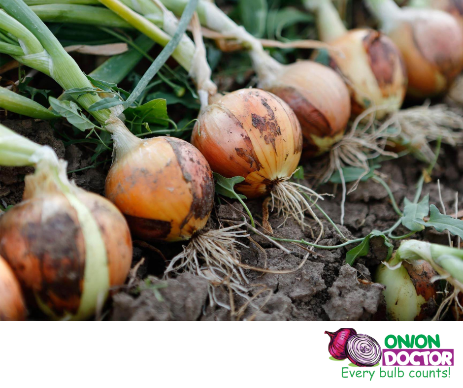 Onion Farming in Kenya: Onion Farming Business in Kenya.