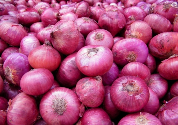 Mastering Onion Farming in Kenya: A Comprehensive Guide