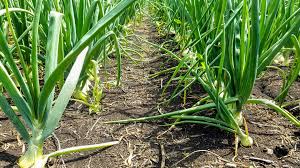 Optimizing Onion and Garlic Farming in Kenya: A Comprehensive Guide to Integrated Weed Management