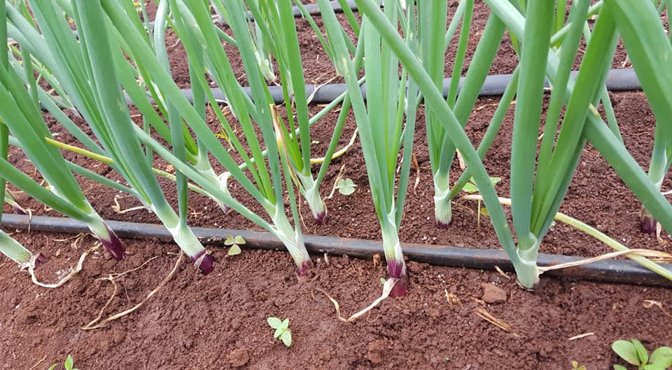 Revolutionizing Onion Farming in Kenya with Onion Doctor’s Drip Irrigation Expertise