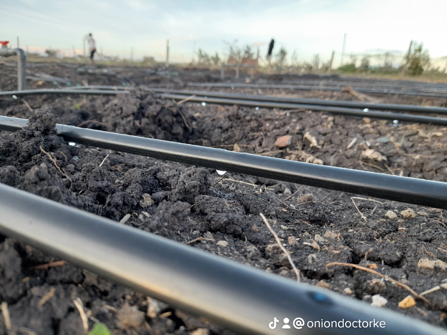 Unlocking Profitability: Onion Farming in Kenya with Onion Doctor’s Drip Irrigation Expertise