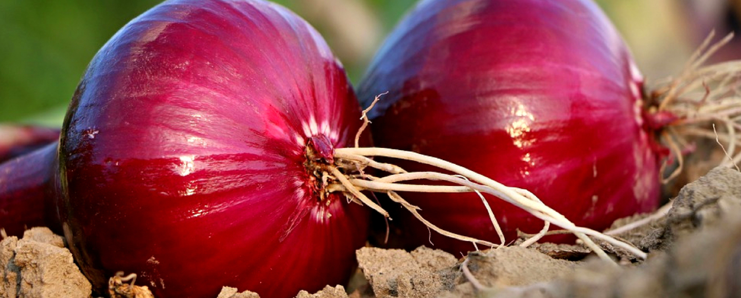 Unlocking Success in Onion Farming: A Comprehensive Guide for Kenyan Farmers with Onion Doctor