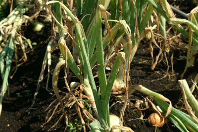 Safeguarding Your Onion Venture: A Comprehensive Guide to Onion Diseases and Prevention